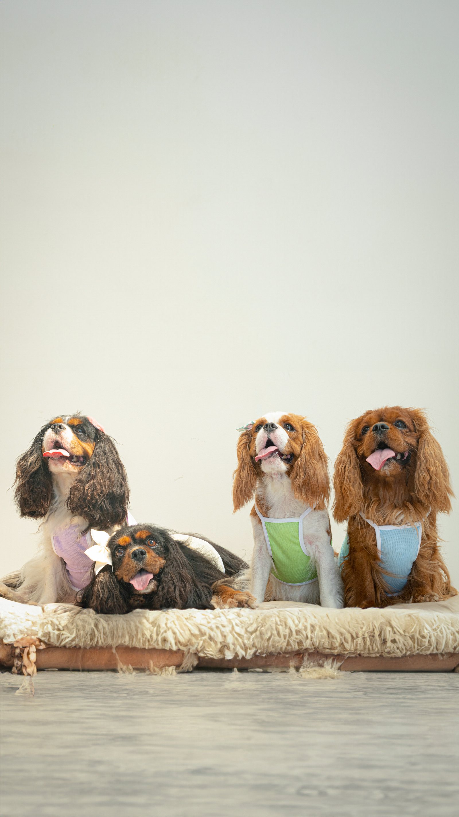 Kiyowoof — Photography by Panlapan Creative Lab